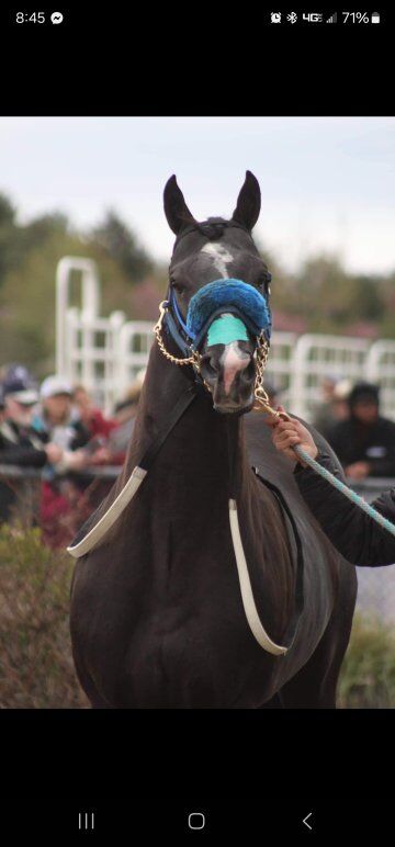 streakin wes stallion, out of Panama Wes
