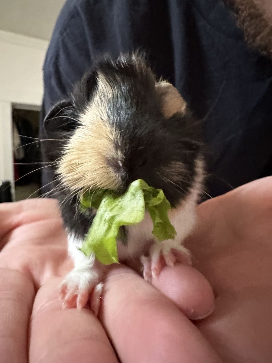 Baby sow looking for a forever home (Born July 8th)