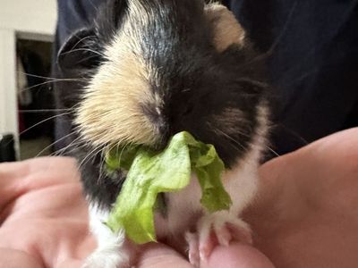 Baby sow looking for a forever home (Born July 8th)