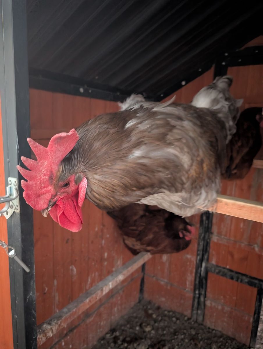 Rooster needs to go