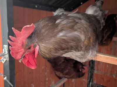 Rooster needs to go
