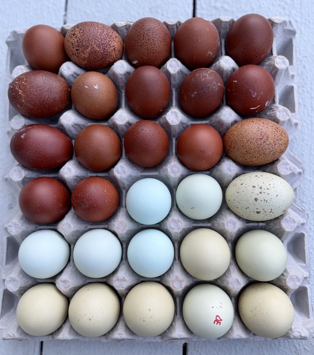 BBS Copper Marans And Olive Egger Hatching eggs