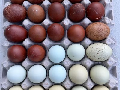 BBS Copper Marans And Olive Egger Hatching eggs