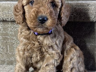 F1B Mini Goldendoodle Puppies – Under 20 lbs Full Grown | Hypoallergenic | Incredible Temperament