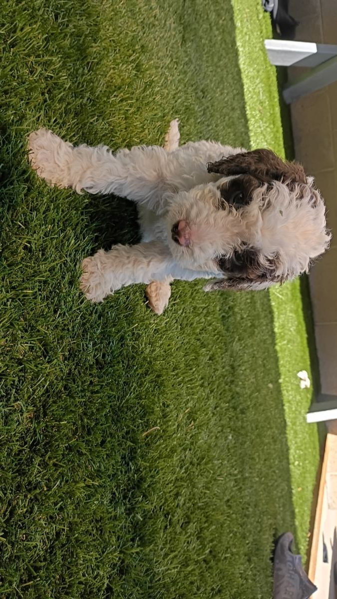Adorable Aussiedoodle Puppies - Hypoallergenic, Playful, and Ready for a Loving Home!