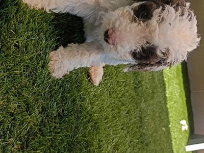 Adorable Aussiedoodle Puppies - Hypoallergenic, Playful, and Ready for a Loving Home!