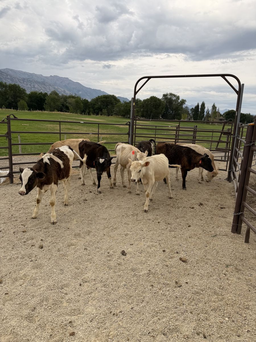 Dairy/ Beef Cross Calves
