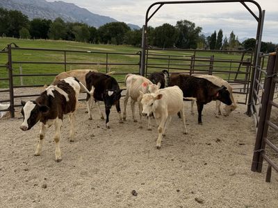 Dairy/ Beef Cross Calves