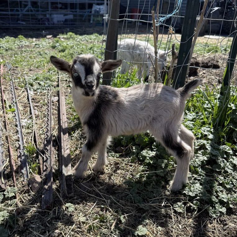 Nigerian Dwarf Buck