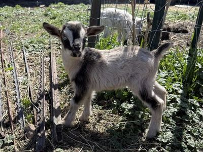 Nigerian Dwarf Buck