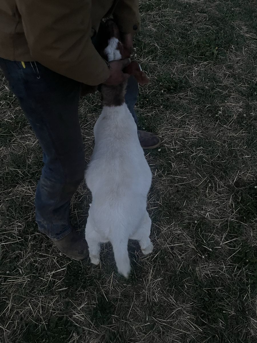 “June” born boar doe