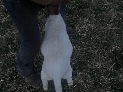 “June” born boar doe