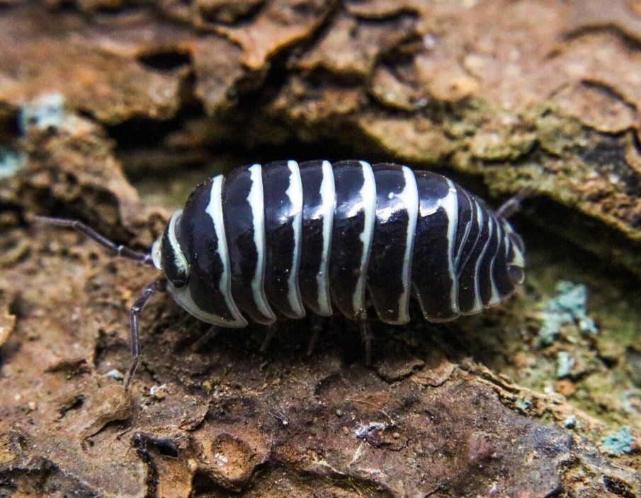 Zebra Isopods