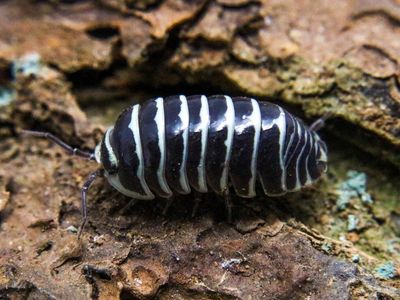 Zebra Isopods