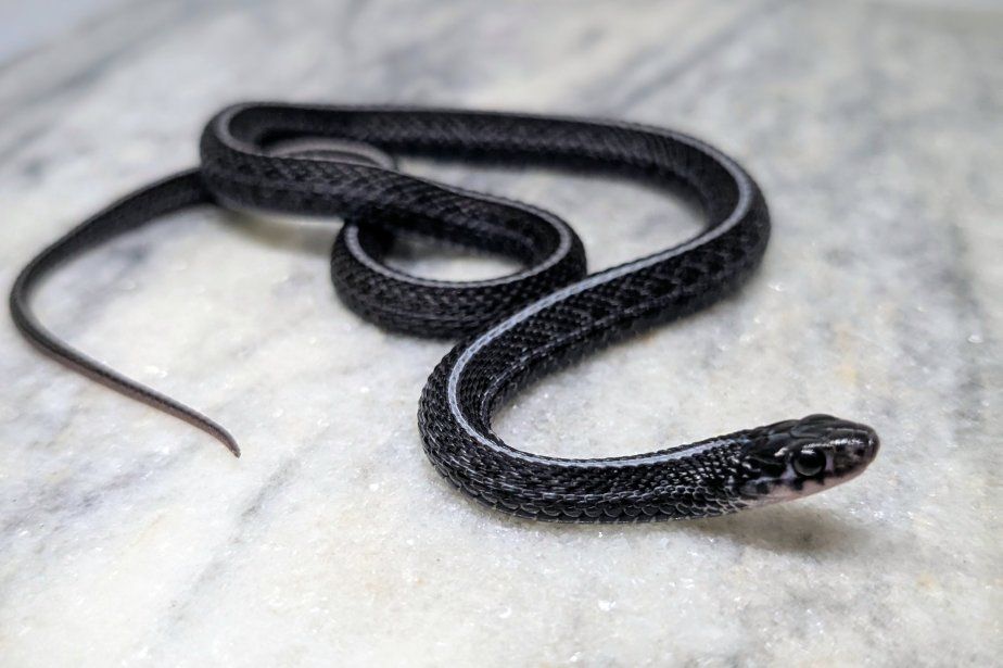 Male Melanistic 100% Het Albino Plains Garter