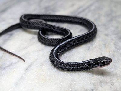 Male Melanistic 100% Het Albino Plains Garter
