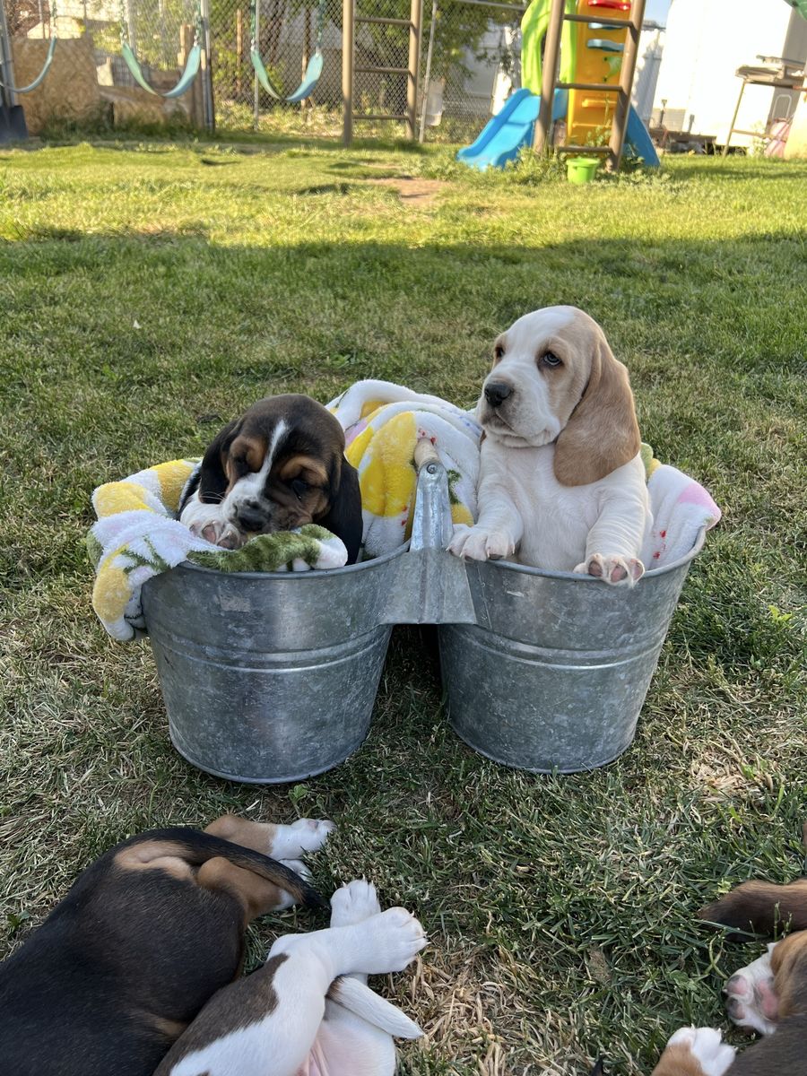 Basset hound puppies