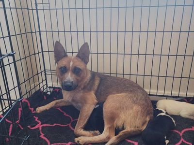 Mini red heeler/ Border Collie Puppies