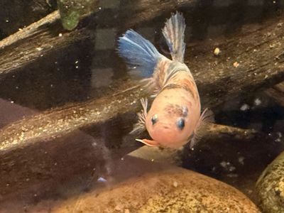 Female Koi Betta