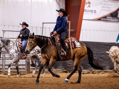 4 Year Old AQHA Mare