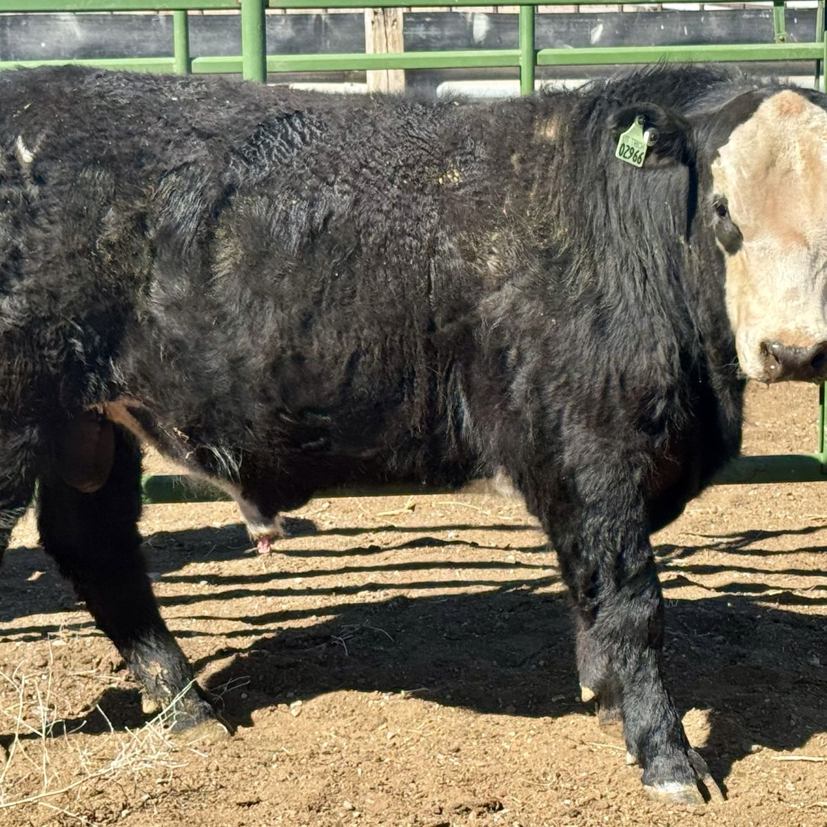 Commercial Yearling Bulls