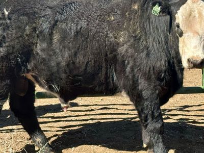 Commercial Yearling Bulls