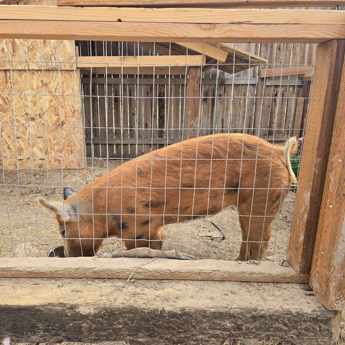 Berkshire ginger pig