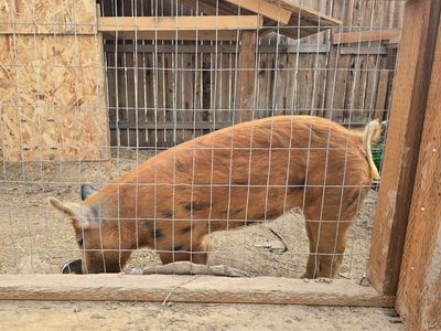 Berkshire ginger pig