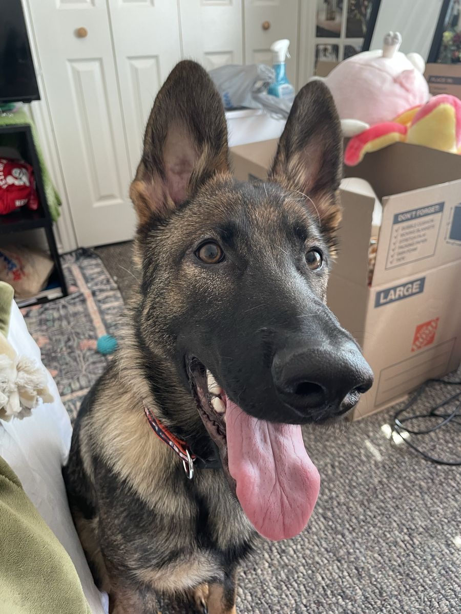 6 Month Old German Shepard