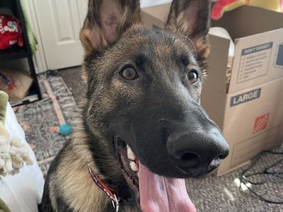 6 Month Old German Shepard