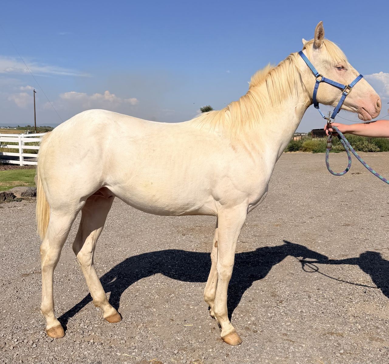 2025 Cremello AQHA Stud Colt "Casper"