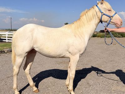 2025 Cremello AQHA Stud Colt "Casper"