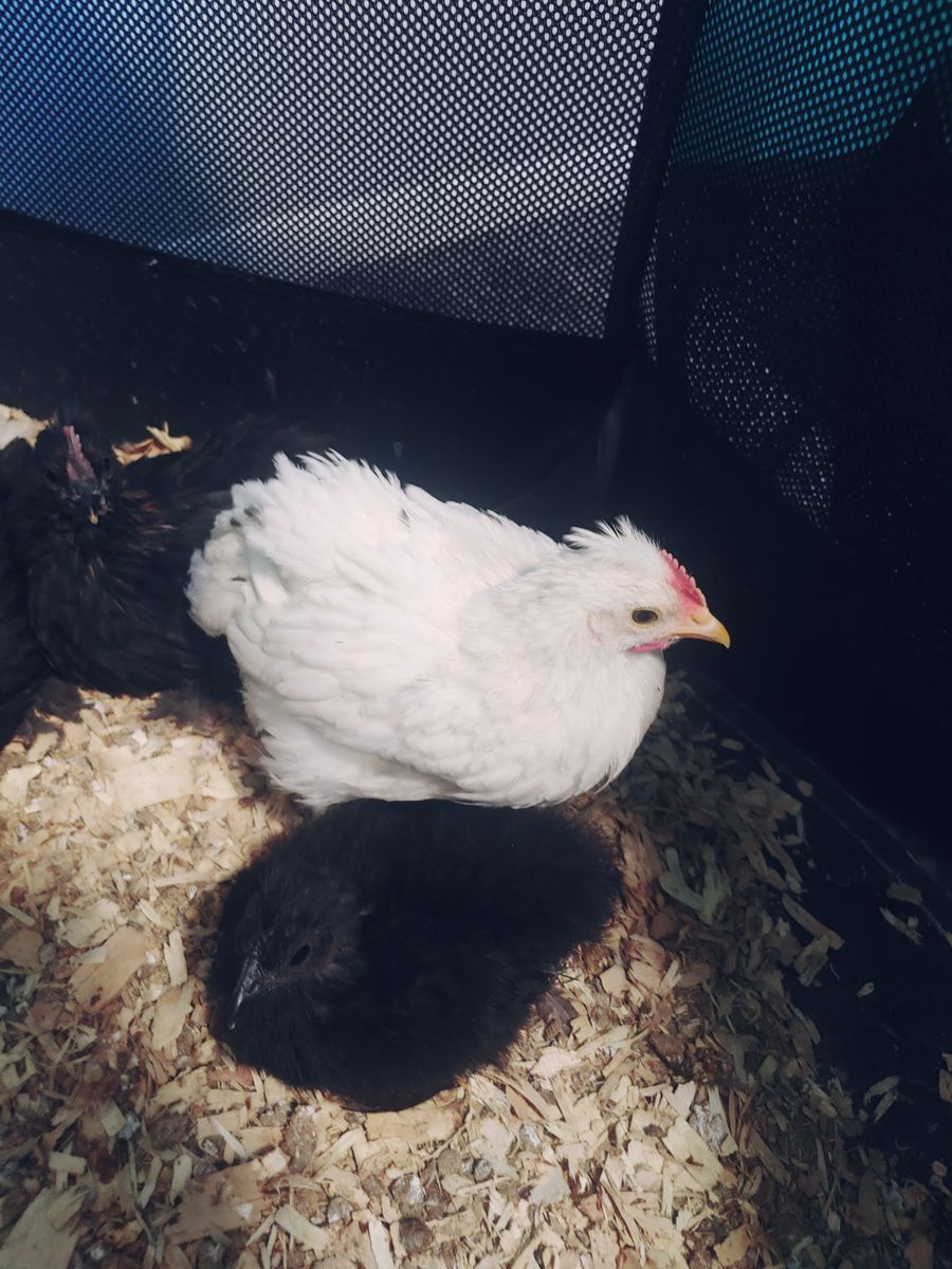 Baby Chicks