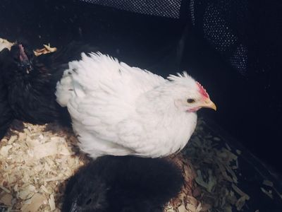 Baby Chicks