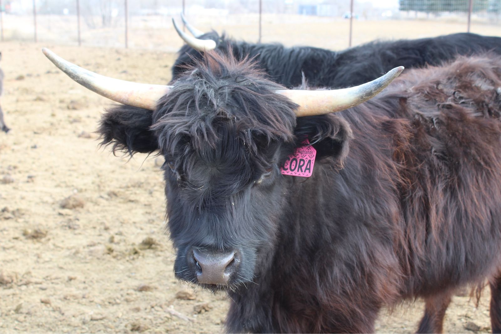 Midsize Highland Cows