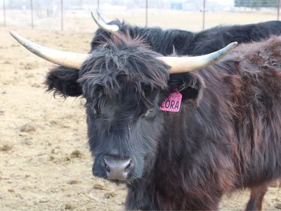 Midsize Highland Cows