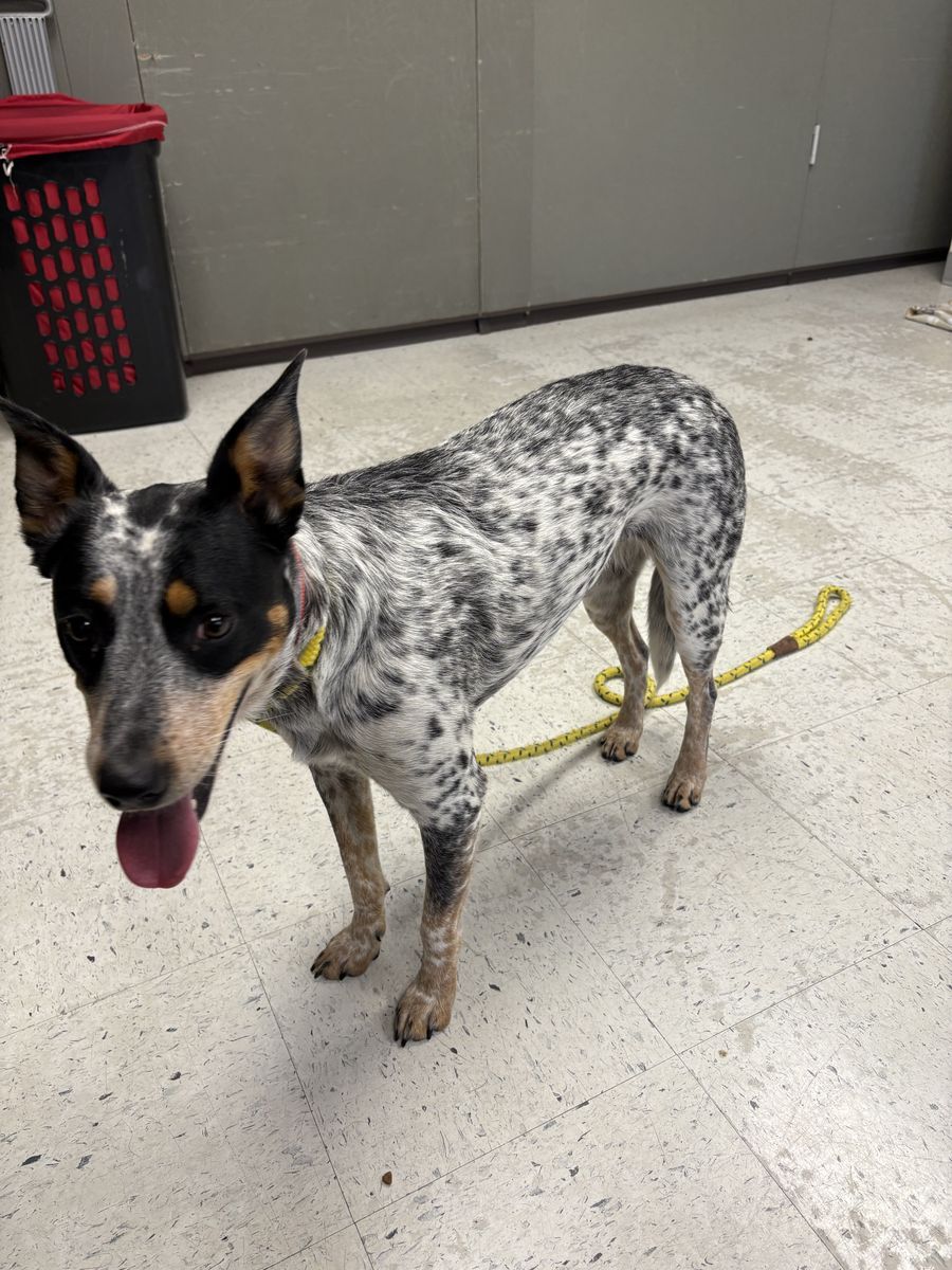 A144358 Ella is Available for Adoption!