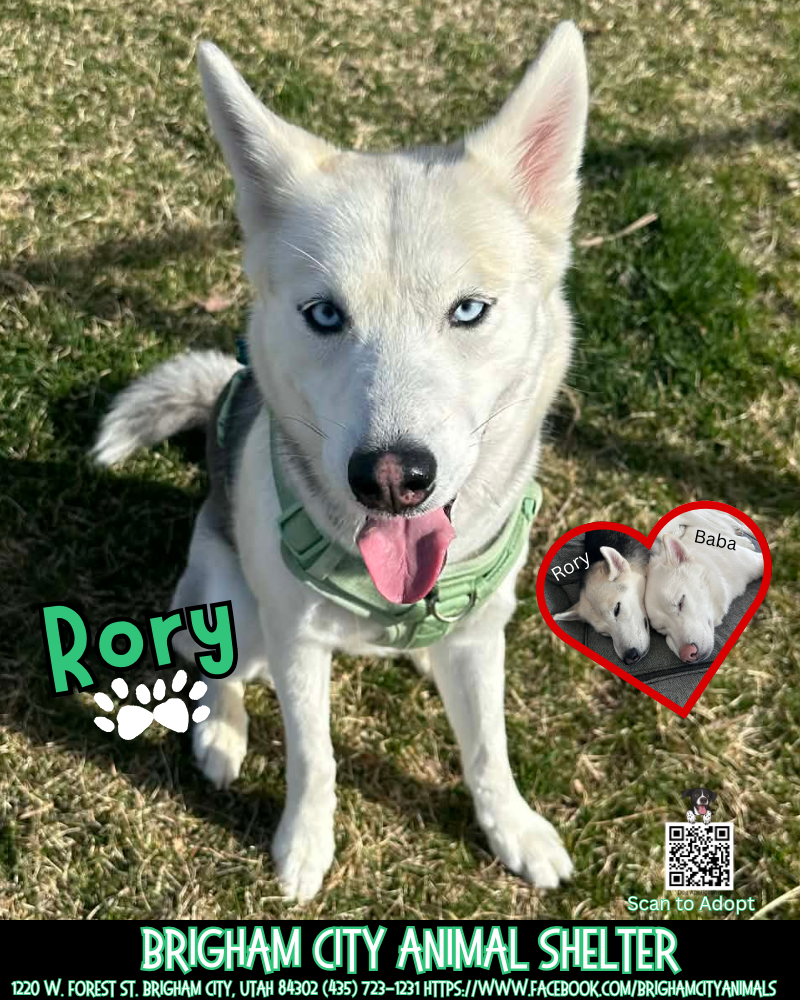 Sweet Playful Husky Rory Needs a Home