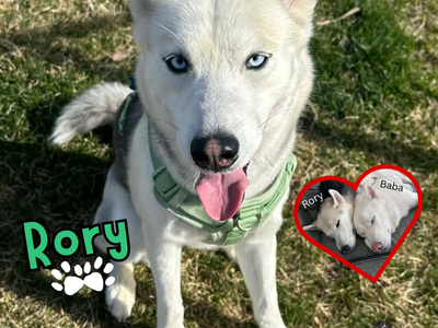 Sweet Playful Husky Rory Needs a Home