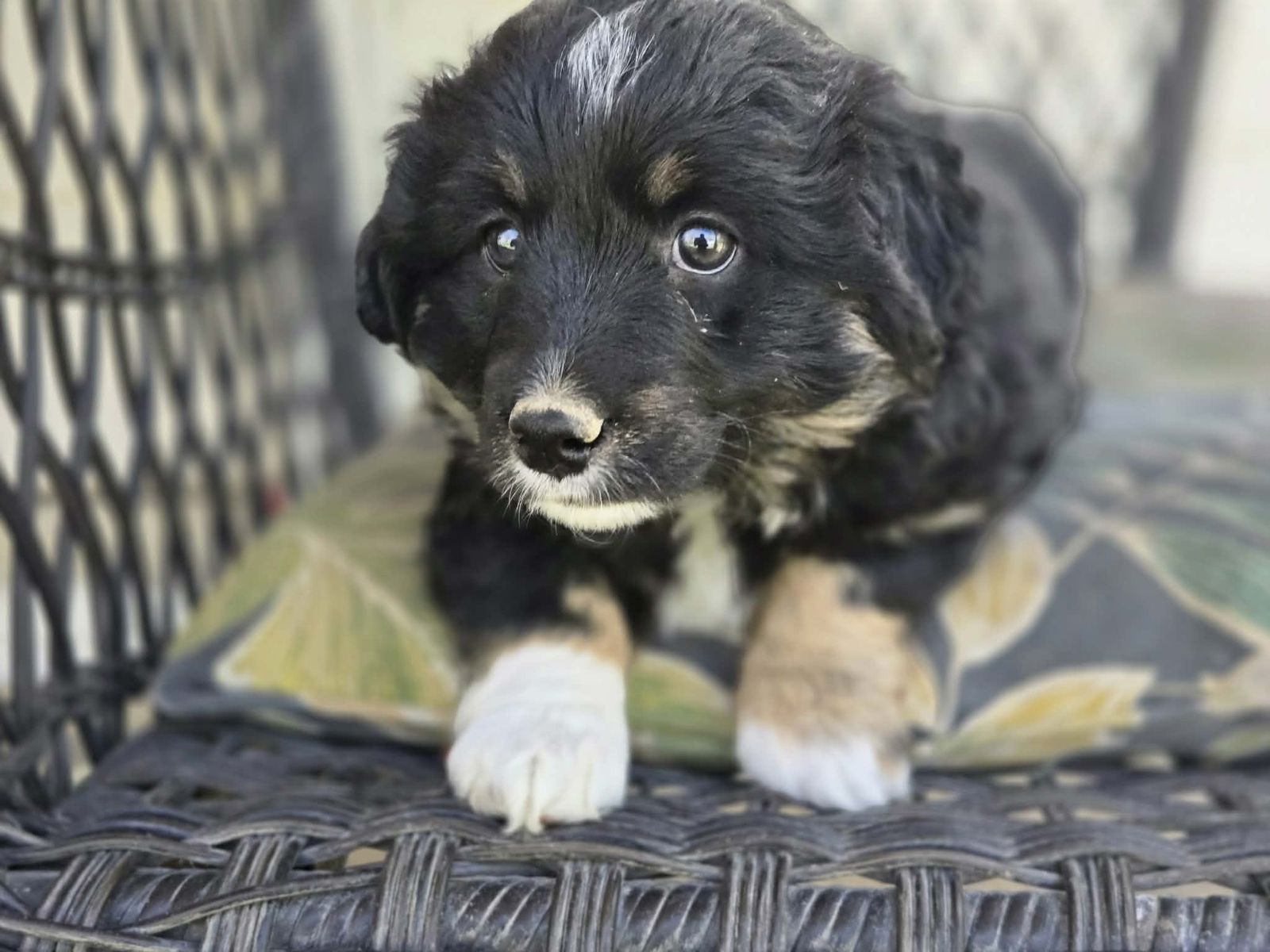 mini female Aussiedoodle