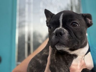 French Bulldog / Boston Terrier (Frenchton Puppies). Crate Trained. Brindle with White Markings. Ready now.