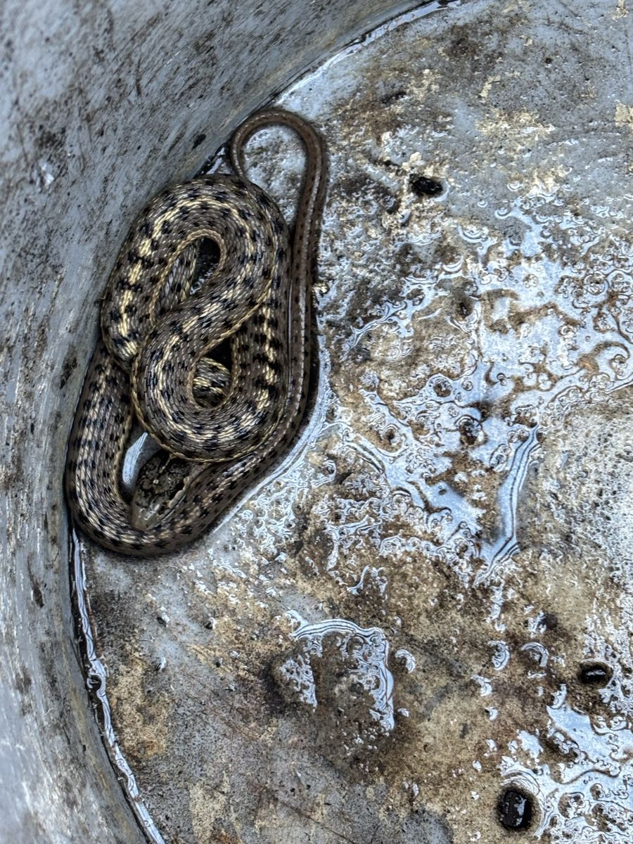 Garter Snake Free