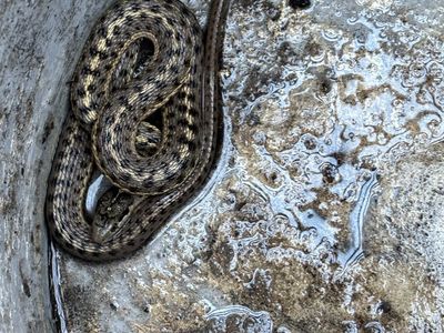 Garter Snake Free