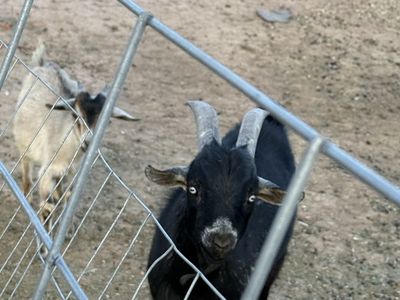 Mini Nubian buck