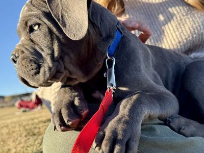 Cane Corso Puppies