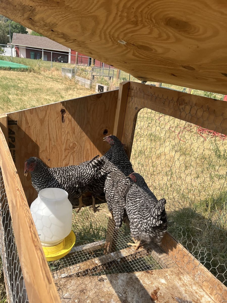 Plymouth Rock Chickens (Barred Rock) - Healthy Laying Hens