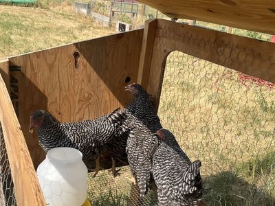 Plymouth Rock Chickens (Barred Rock) - Healthy Laying Hens