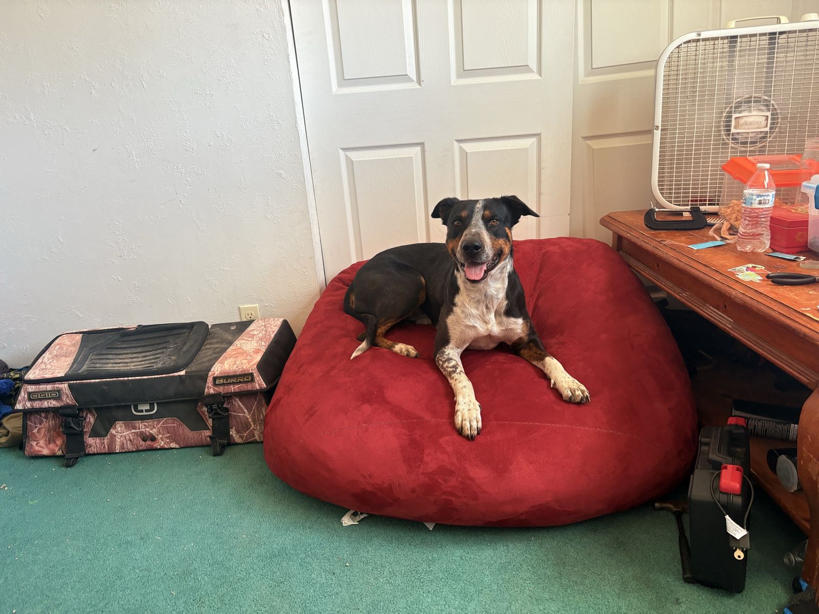 Lost dog