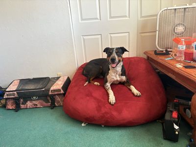Lost dog