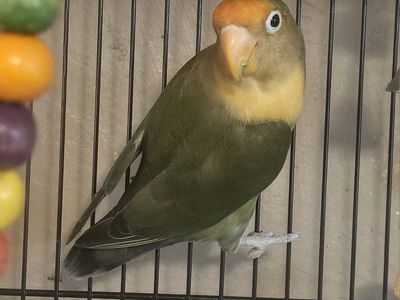 Male Fischer’s Lovebird